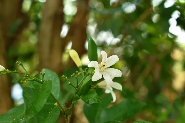 Fleur Tropicale Jasmin Orange Parfumée Nuit Avec Une Goutte Eau — Photo