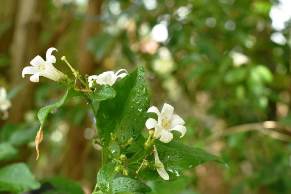 Fleur Tropicale Jasmin Orange Parfumée Nuit Avec Une Goutte Eau — Photo