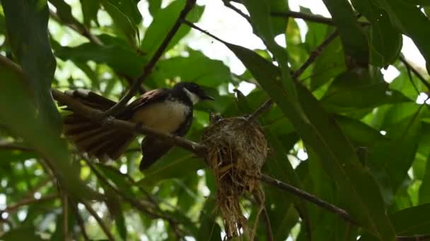Witte Keel Fantail Vogel Voeden Baby Nest Onder Mango Boom — Stockvideo
