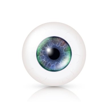 Realistic Human Eyeball. 3d Glossy Photorealistic Eye Detail With Shadow And Reflection. Isolated On White Background. Vector Illustration clipart