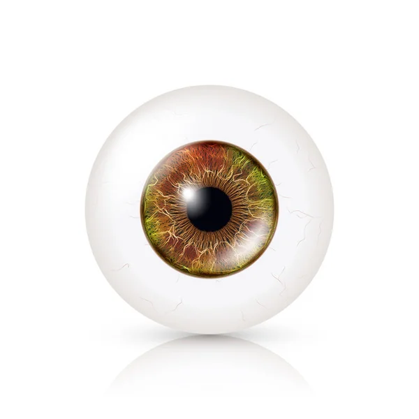 Realistic Detailed Human Eyeball. Vector Illustration — Stock Vector