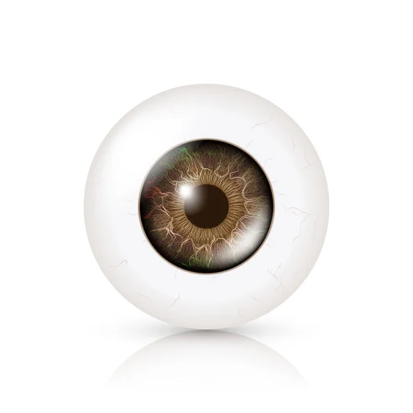 Foto Realista Eyeball. Retina Humana. Ilustração vetorial do olho brilhante humano 3d com sombra e reflexão. Vista frontal. Isolado em fundo branco — Vetor de Stock