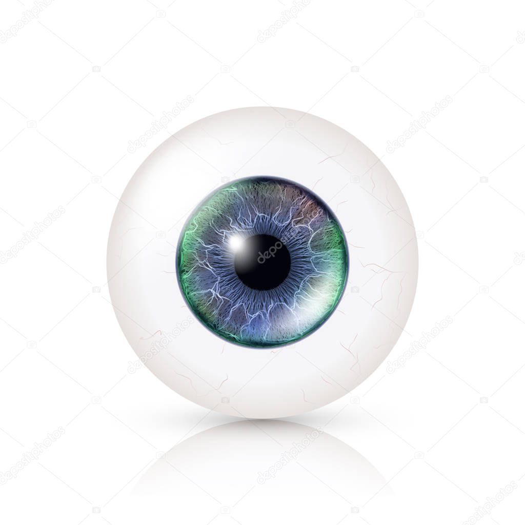 Realistic Human Eyeball. 3d Glossy Photorealistic Eye Detail With Shadow And Reflection. Isolated On White Background. Vector Illustration