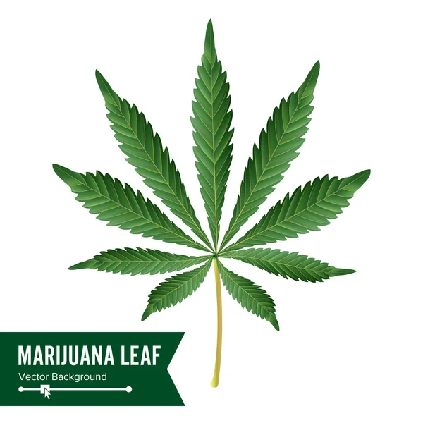 Cannabis Icon Vector. Ilustração médica da planta verde isolada no fundo branco. Elemento de Design Gráfico para Impressão, Web, Impressões, T-shirt . — Vetor de Stock