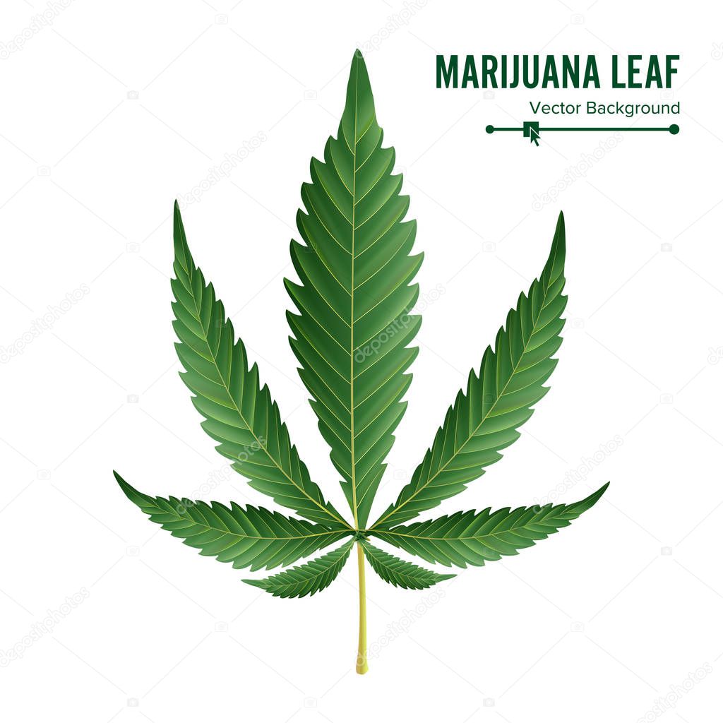 Cannabis Icon Vector. Medical Green Plant Illustration Isolated On White Background. Graphic Design Element For Printables, Web, Prints, T-shirt.