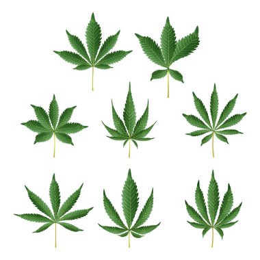 Esrar vektör yeşil yaprak. Şifalı otlar koleksiyonu. Hint keneviri veya esrar Indica illüstrasyon izole beyaz arka plan üzerinde. Grafik tasarım öğesi Printables, Web, baskı, T-shirt için.