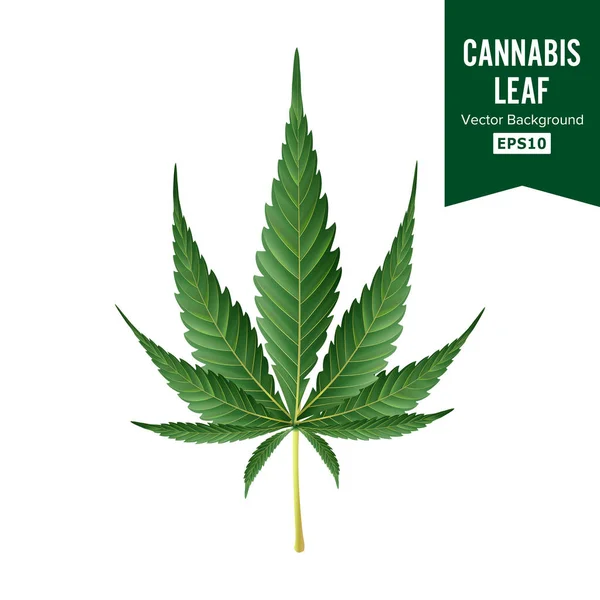 Vektor, konopí. Lékařské zelených rostlin ilustrace izolované na bílém pozadí. Grafický Design prvek pro potisk, Web, tisk, tričko Cannabis. — Stockový vektor