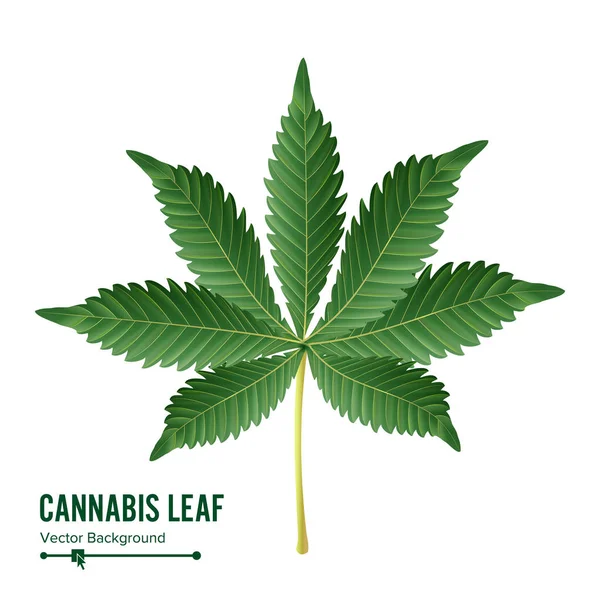 Cannabis Leaf Vector. Cannabis verde Cannabis Sativa o Cannabis Indica Hoja aislada sobre fondo blanco. Ilustración de plantas médicas — Vector de stock