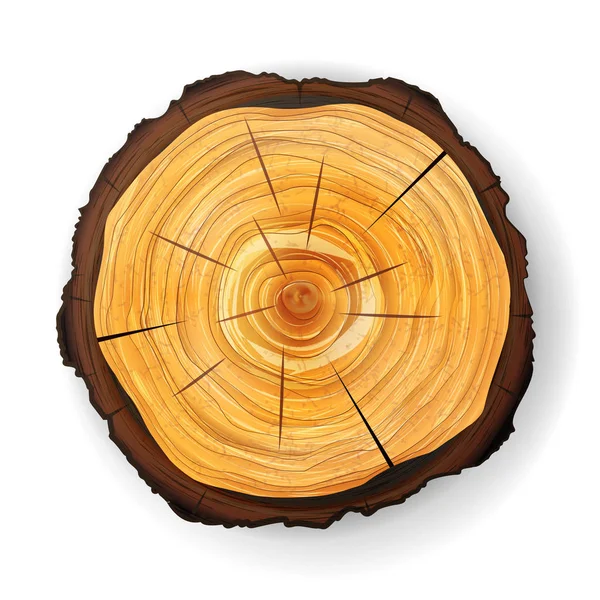Querschnitt Baum hölzernen Baumstumpf Vektor. rund geschnitten mit Jahresringen — Stockvektor