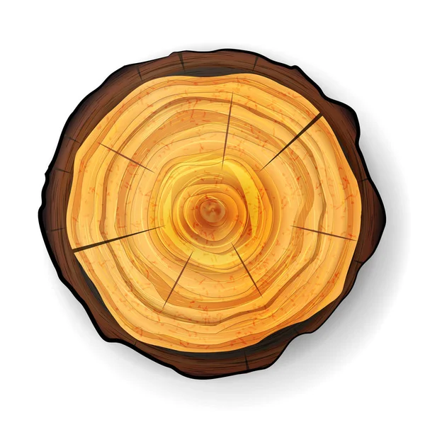 Coupe transversale arbre en bois Stump vecteur. Trunk Stump. Illustration isolée . — Image vectorielle