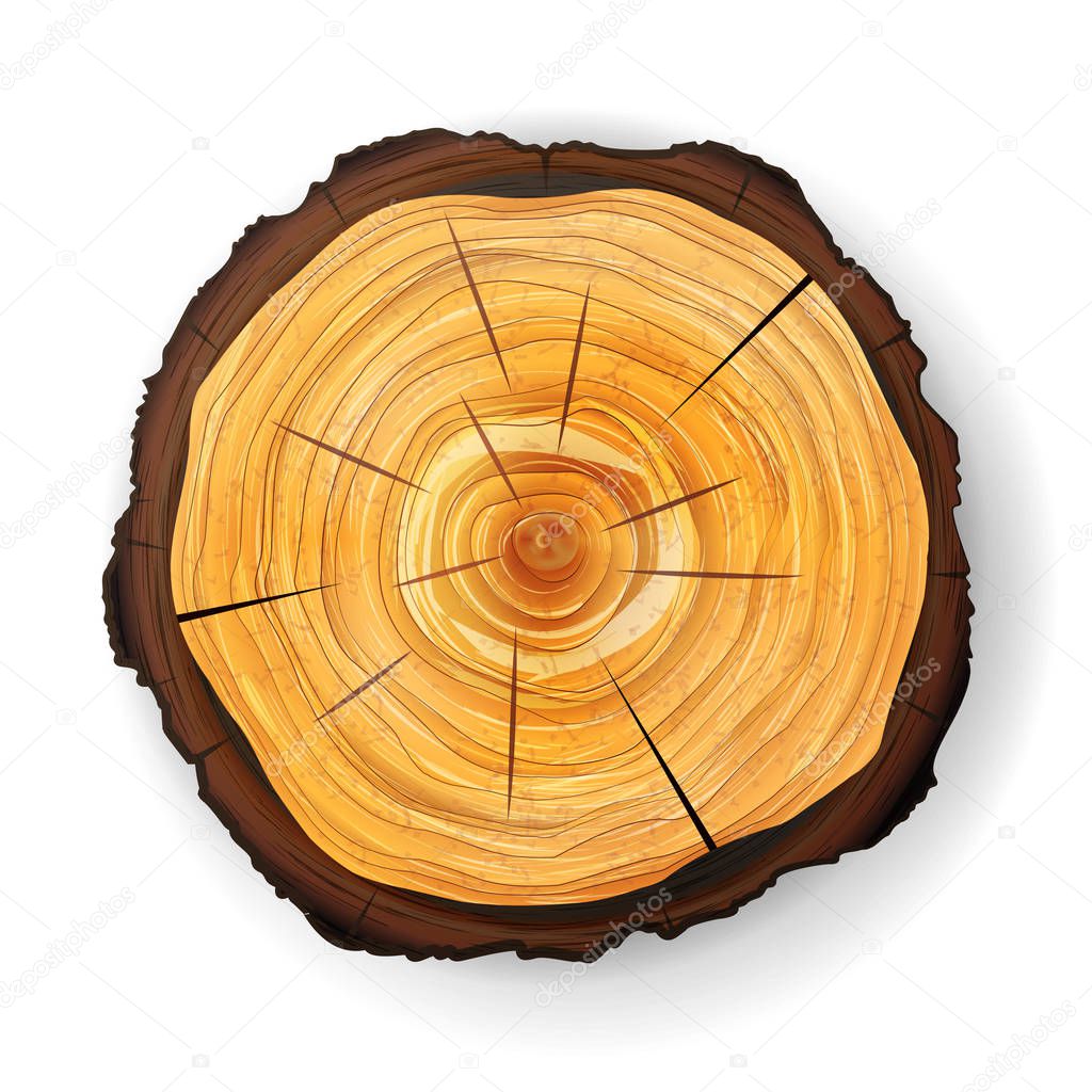 Cross Section Tree Wooden Stump Vector. Round Cut With Annual Rings