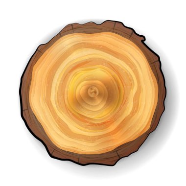 Cross Section Tree Wooden Stump Vector. Realistic Illustration. Isolated On White Background clipart