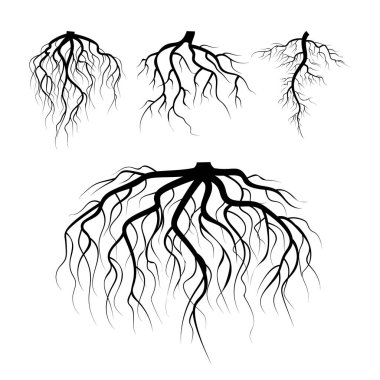 Tree Underground Roots Vector. Plant Underground Roots Set. Tree Root Black. illustration Of Plant Silhouette Root clipart