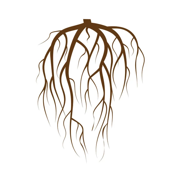 Tree Underground Roots Vector. Raiz da árvore marrom no fundo branco Ilustração isolada plana —  Vetores de Stock