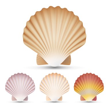 Tarak Seashell Set vektör. Beyaz arka plan illüstrasyon izole egzotik Hatıra tarak Shell