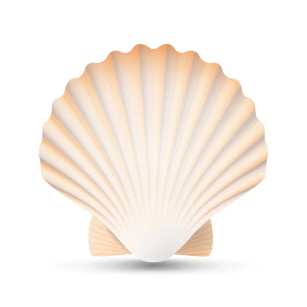 Vieira Seashell Vector. Scallops de lembrança exótica de beleza Shell isolado em fundo branco Ilustração — Vetor de Stock
