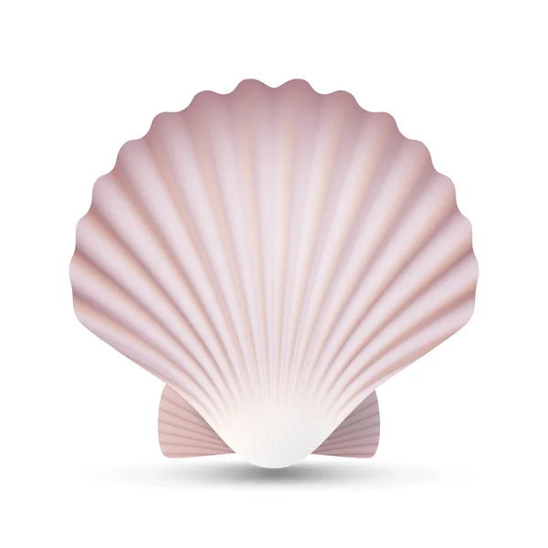 Vieira Seashell Vector. Ocean Mollusk Sea Shell Close Up. Aislado. Ilustración — Archivo Imágenes Vectoriales