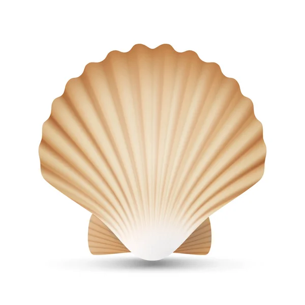 Scallop Seashell Vector. Realistic Sea Shell Close Up. Isolated On White. Illustration — Stock Vector