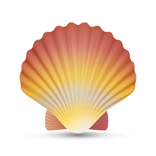 Vieira Seashell Vector. Scallops realista Shell isolado em fundo branco Ilustração — Vetor de Stock