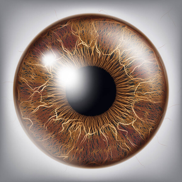 Human Eye Iris Vector. 3D Realistic Eyeball Illustration