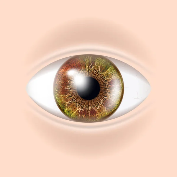 Vektor menschliches Auge. Sichtprüfung. Körpercheck. realistische Anatomie-Illustration — Stockvektor