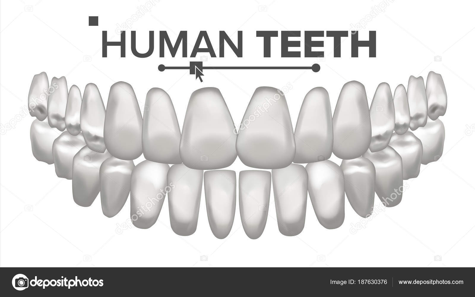 Tooth Mouth Anatomy Vector. Human Teeth. Healthy White Teeth. Dentistry