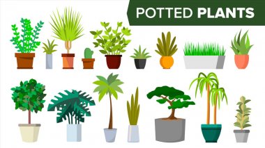 Saksı bitkileri vektör ayarlayın. Kapalı ev, ofis Modern tarzı Houseplants. Yeşil renk bitki tencerede. Çeşitli. Çiçek iç kutsal kişilerin resmi. Dekorasyon tasarım öğesi. Düz illüstrasyon izole