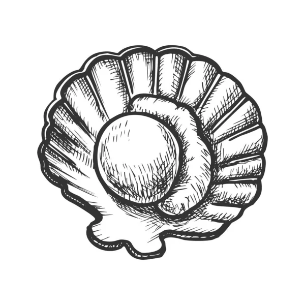 Scallop Meat In Shell Seafood Monochrome Vector — Stockvector