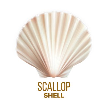 Scallop Shell Ocean Mollusk Protection Vector clipart