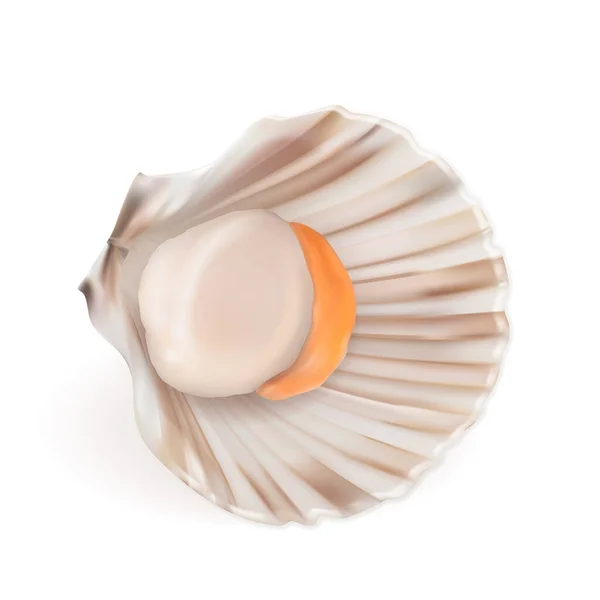 Scallop With Fresh Meat In Shell Seafood Vector — ストックベクタ