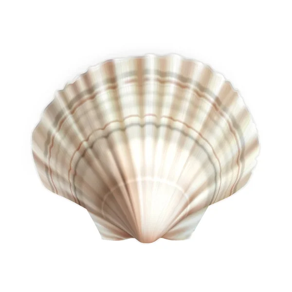 Scallop Shell Decorative Ocean Mollusk Vector — Stock vektor