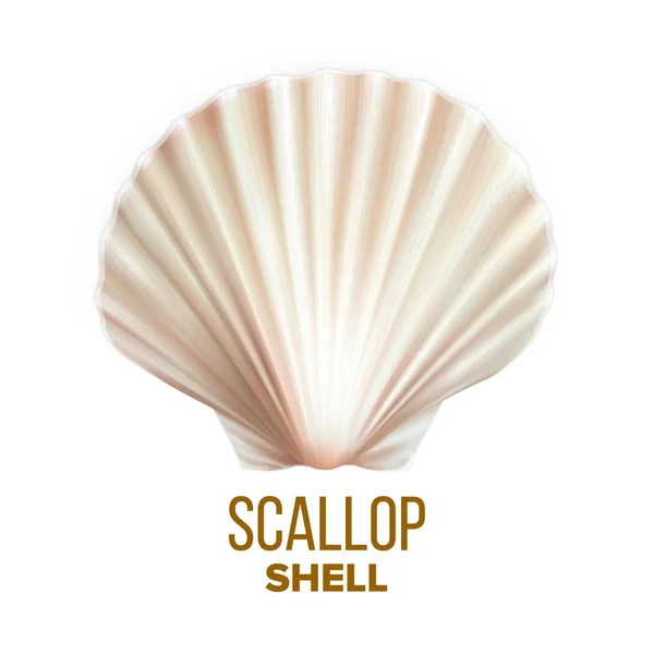 Vieira Shell Ocean Molusco Proteção Vetor —  Vetores de Stock
