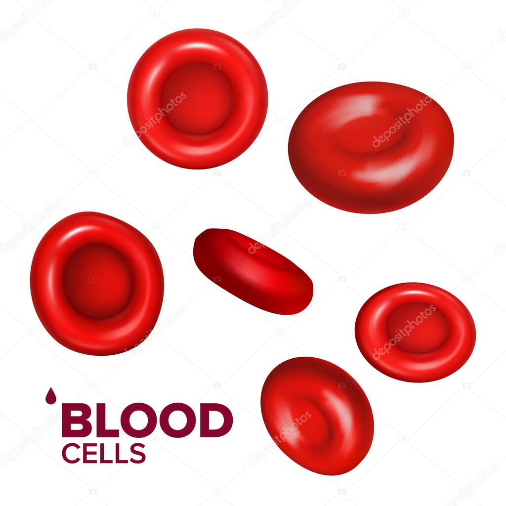 Blood Cells Erythrocytes In Vein Or Aorta Vector