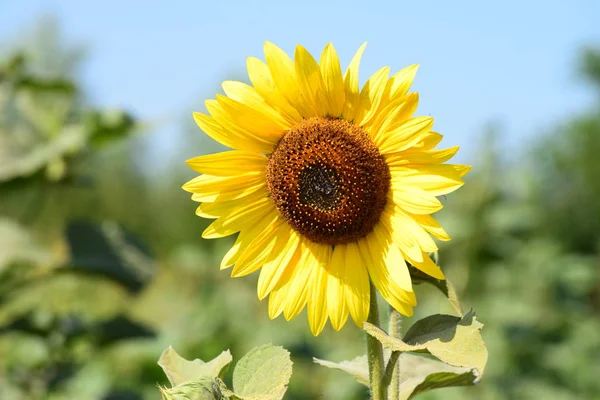 Macro yellow flower and sunflower seeds