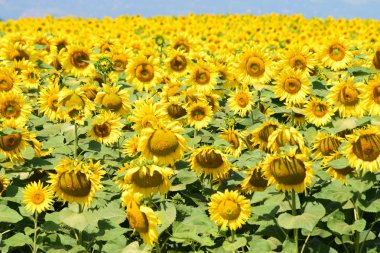 Grup çiçek ayçiçeği 