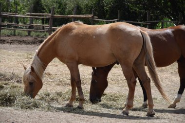 Doğada güzel atlar
