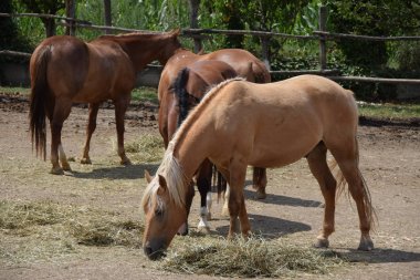 Doğada güzel atlar
