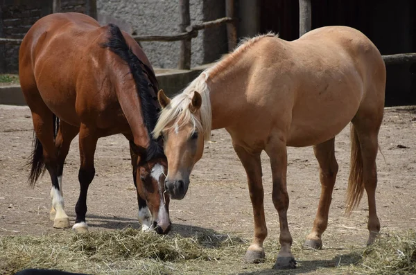 Doğada güzel atlar