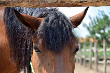 doğada güzel at portresi