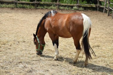 doğada güzel at portresi