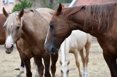 doğada güzel horess portresi