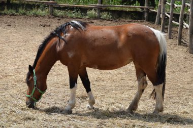 doğada güzel at portresi