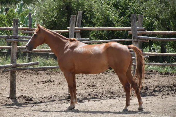 doğada güzel hores portresi