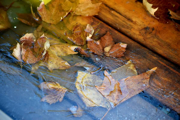 Листья Замороженной Воде — стоковое фото