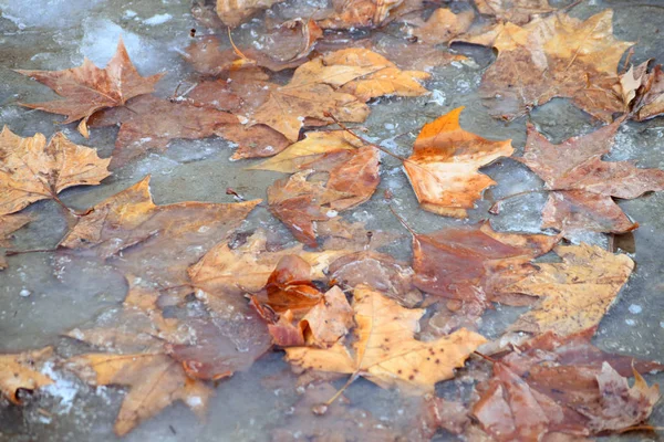 Löv Fryst Vatten — Stockfoto
