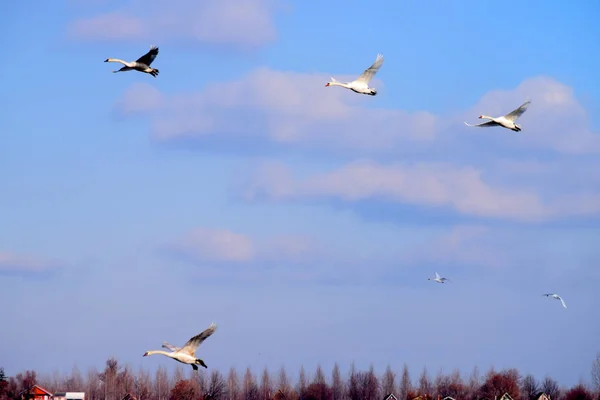 Kar Altında Park — Stok fotoğraf