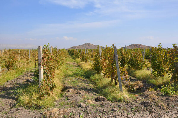 Grape plantations. Lusarat, Armenia