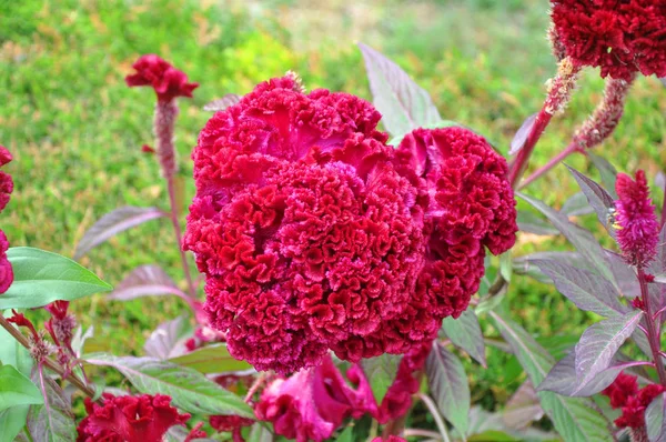 Garden geranium flowers — Stock Photo © Shebeko #24820339
