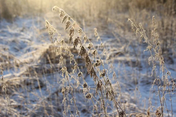 Сухі рослини в снігу, луг взимку — стокове фото