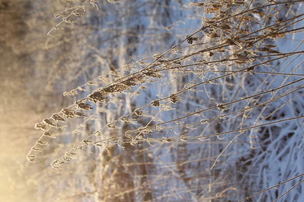 Plantas secas en la nieve, prado en invierno — Foto de Stock